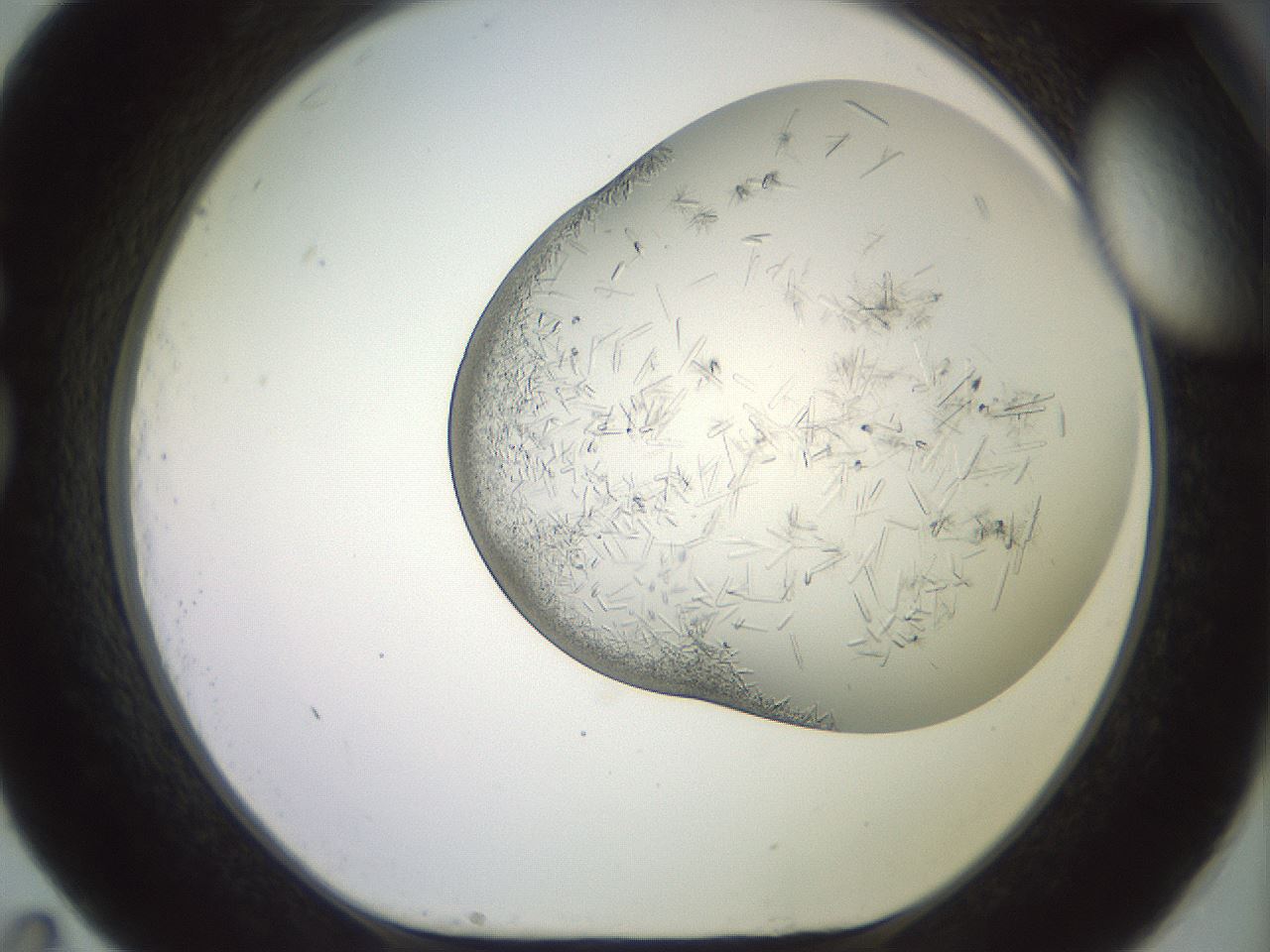 folderID559_plateID2559_batchID12940_wellNum83_profileID1_d1_r196109_ef.jpg