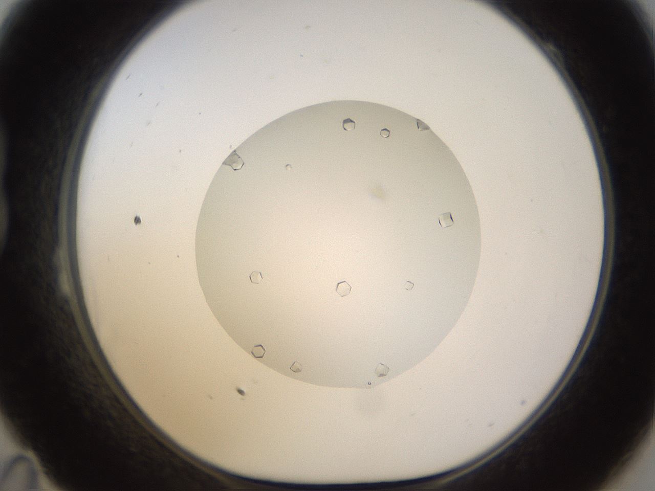 folderID562_plateID1562_batchID6303_wellNum23_profileID1_d1_r101386_ef.jpg