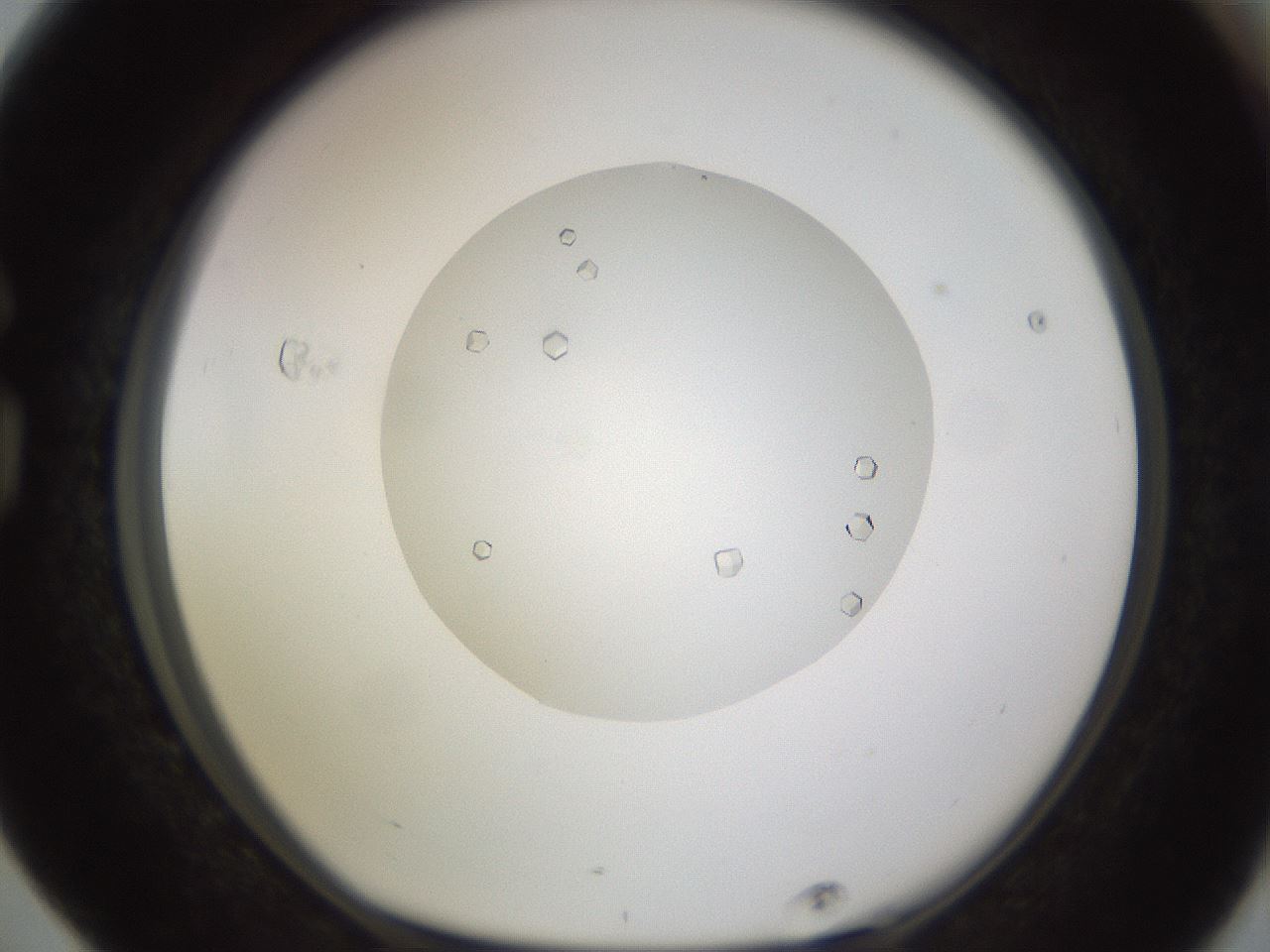 folderID562_plateID1562_batchID6303_wellNum76_profileID1_d1_r101439_ef.jpg