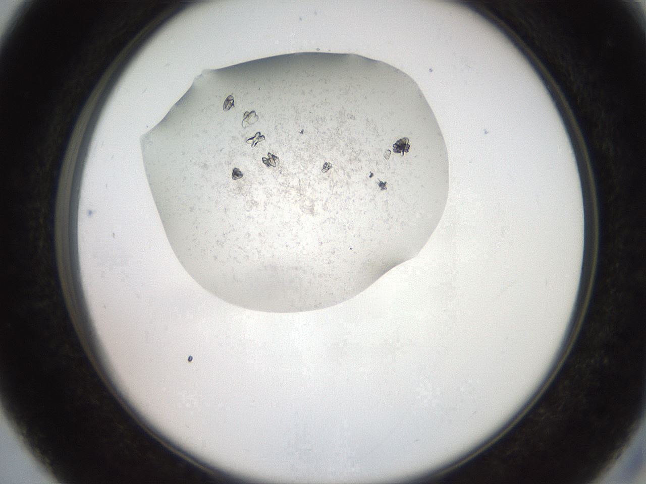 folderID569_plateID2569_batchID13025_wellNum27_profileID1_d2_r196190_ef.jpg