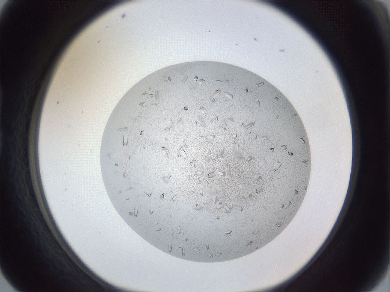 folderID202_plateID1202_batchID3452_wellNum17_profileID1_d1_r66479_ef.jpg