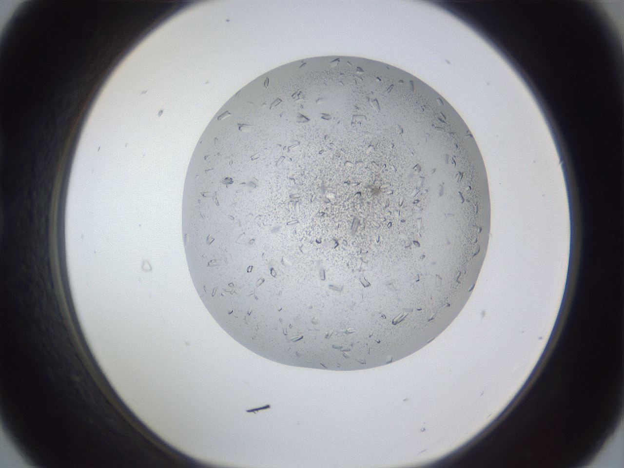 folderID202_plateID1202_batchID3452_wellNum21_profileID1_d1_r66483_ef.jpg