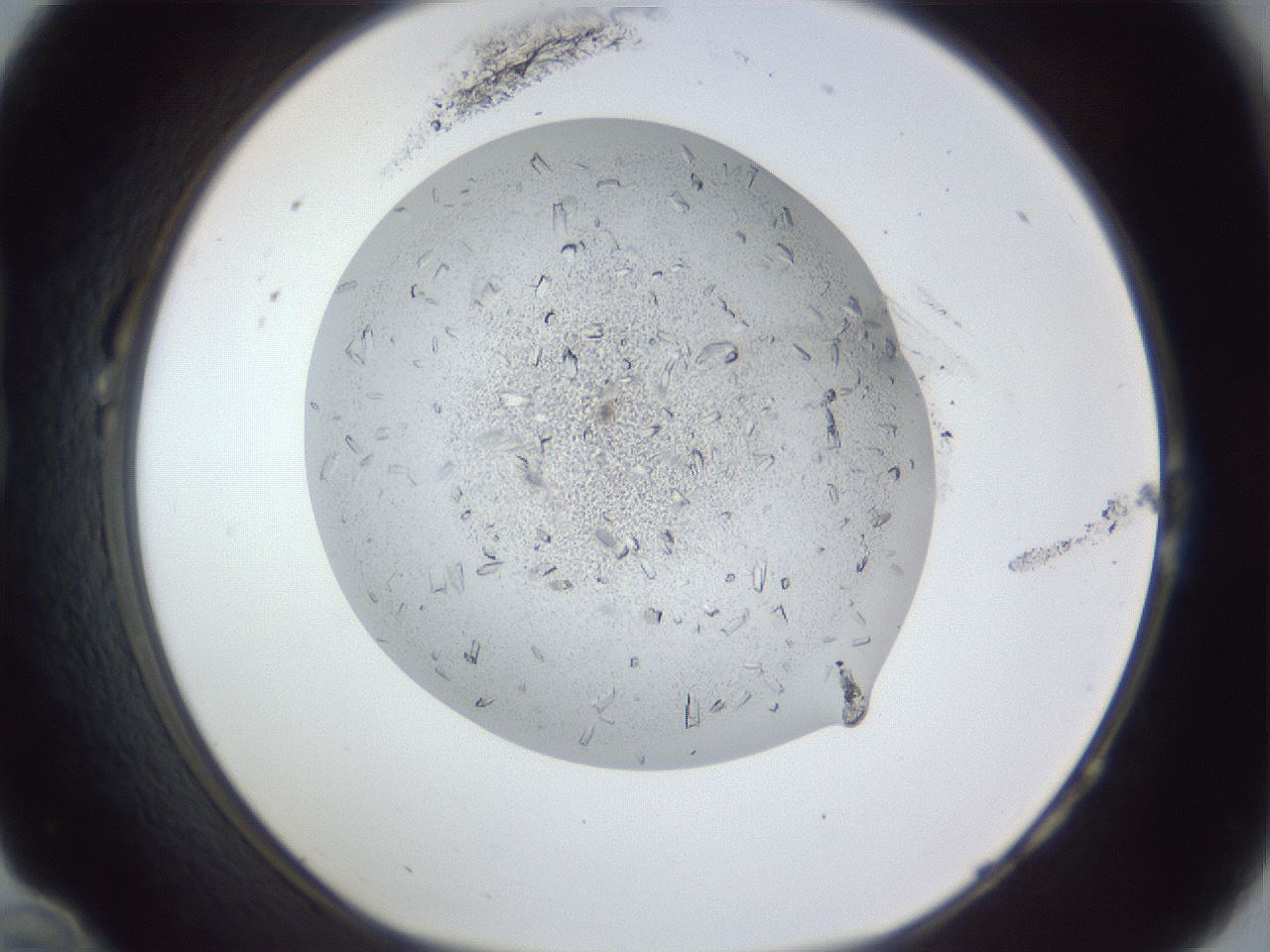 folderID202_plateID1202_batchID3452_wellNum22_profileID1_d1_r66484_ef.jpg