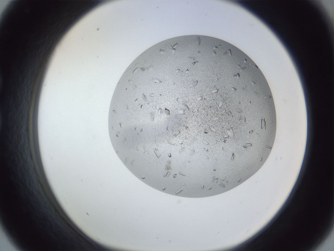 folderID202_plateID1202_batchID3452_wellNum33_profileID1_d1_r66495_ef.jpg