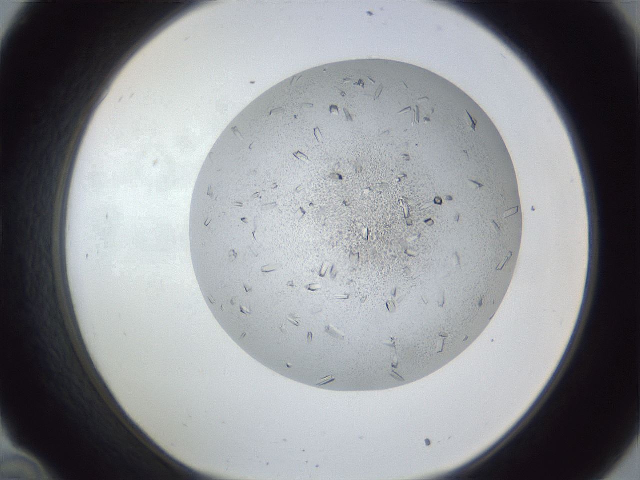folderID202_plateID1202_batchID3452_wellNum34_profileID1_d1_r66496_ef.jpg