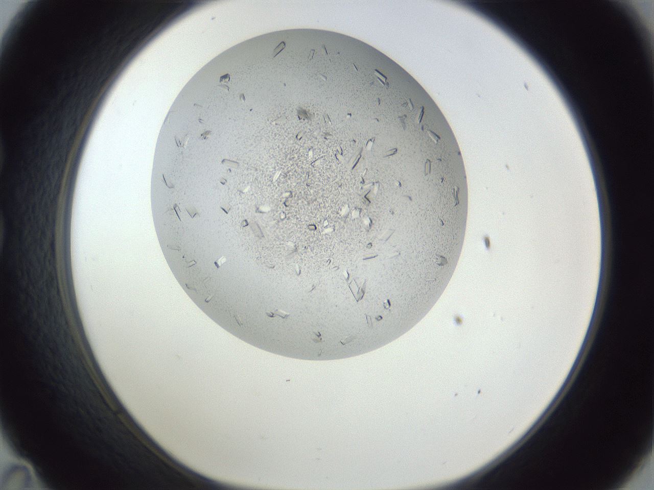 folderID202_plateID1202_batchID3452_wellNum35_profileID1_d1_r66497_ef.jpg