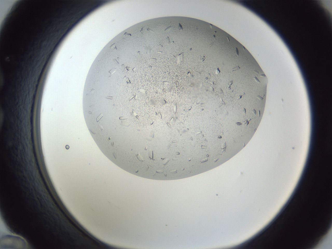 folderID202_plateID1202_batchID3452_wellNum36_profileID1_d1_r66498_ef.jpg