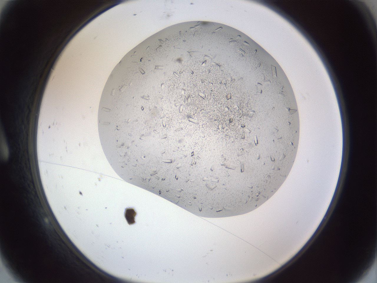 folderID202_plateID1202_batchID3452_wellNum9_profileID1_d1_r66471_ef.jpg