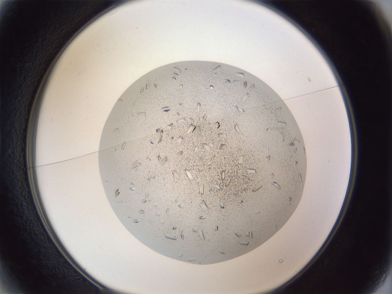 folderID202_plateID1202_batchID3541_wellNum13_profileID1_d1_r66475_ef.jpg