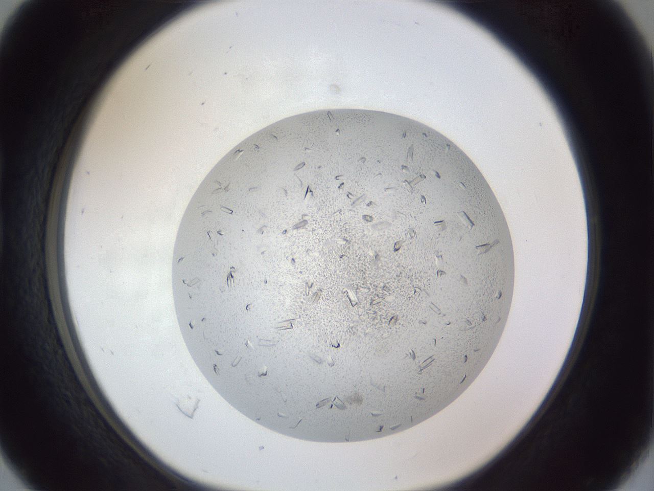 folderID202_plateID1202_batchID3541_wellNum16_profileID1_d1_r66478_ef.jpg