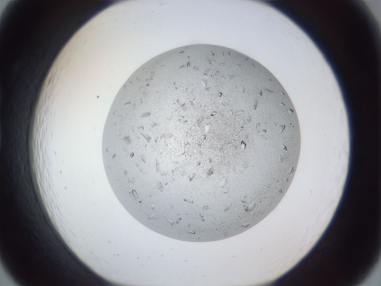 folderID202_plateID1202_batchID3541_wellNum19_profileID1_d1_r66481_ef.jpg