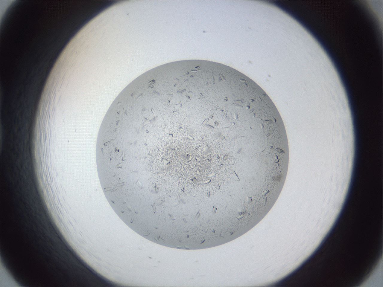 folderID202_plateID1202_batchID3541_wellNum20_profileID1_d1_r66482_ef.jpg