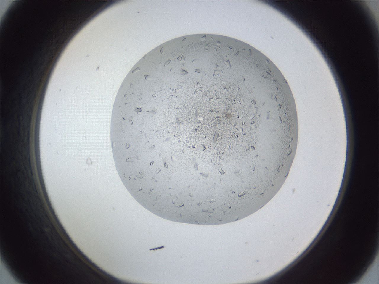 folderID202_plateID1202_batchID3541_wellNum21_profileID1_d1_r66483_ef.jpg