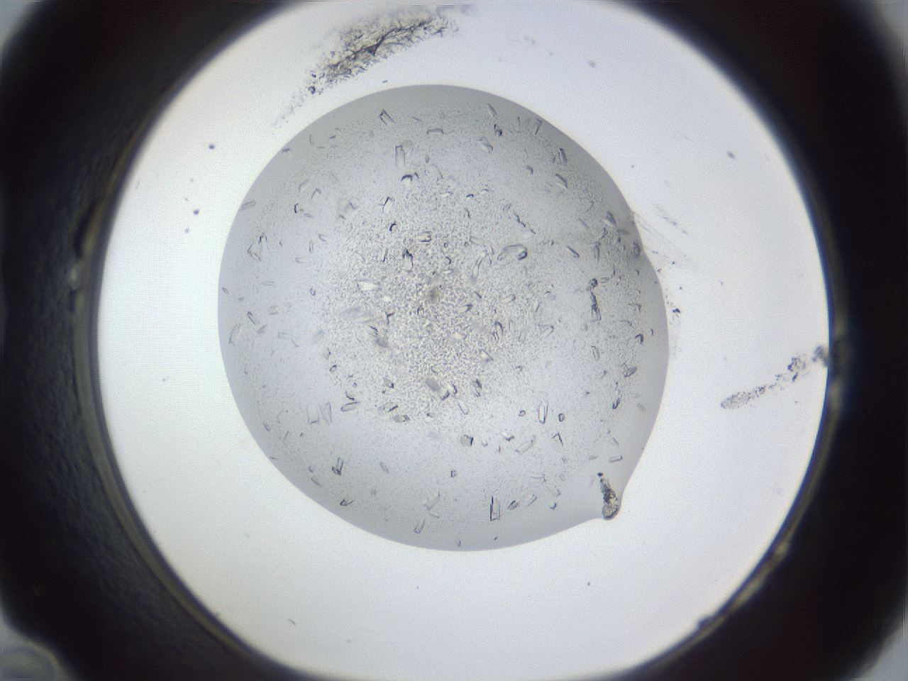 folderID202_plateID1202_batchID3541_wellNum22_profileID1_d1_r66484_ef.jpg