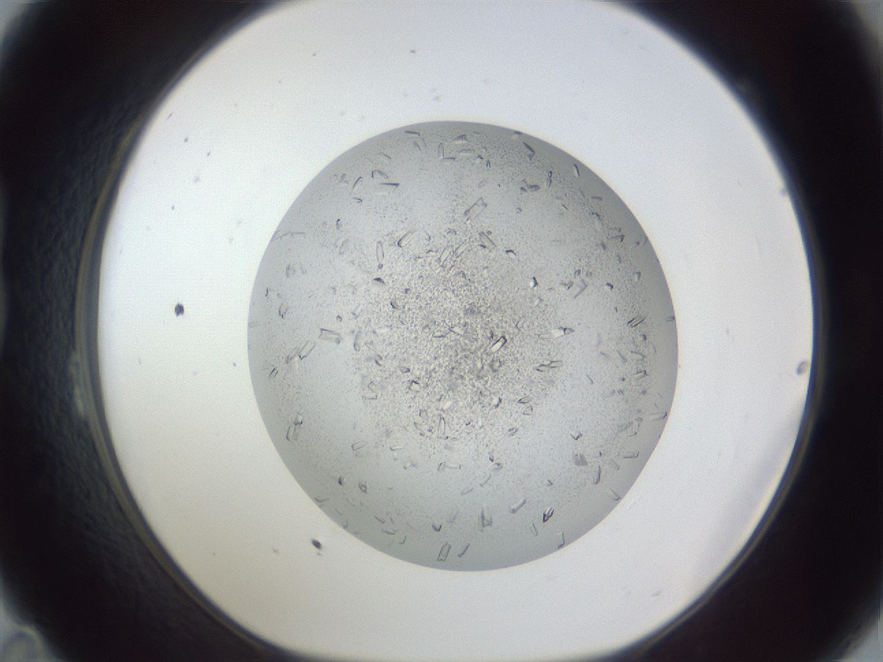 folderID202_plateID1202_batchID3541_wellNum23_profileID1_d1_r66485_ef.jpg