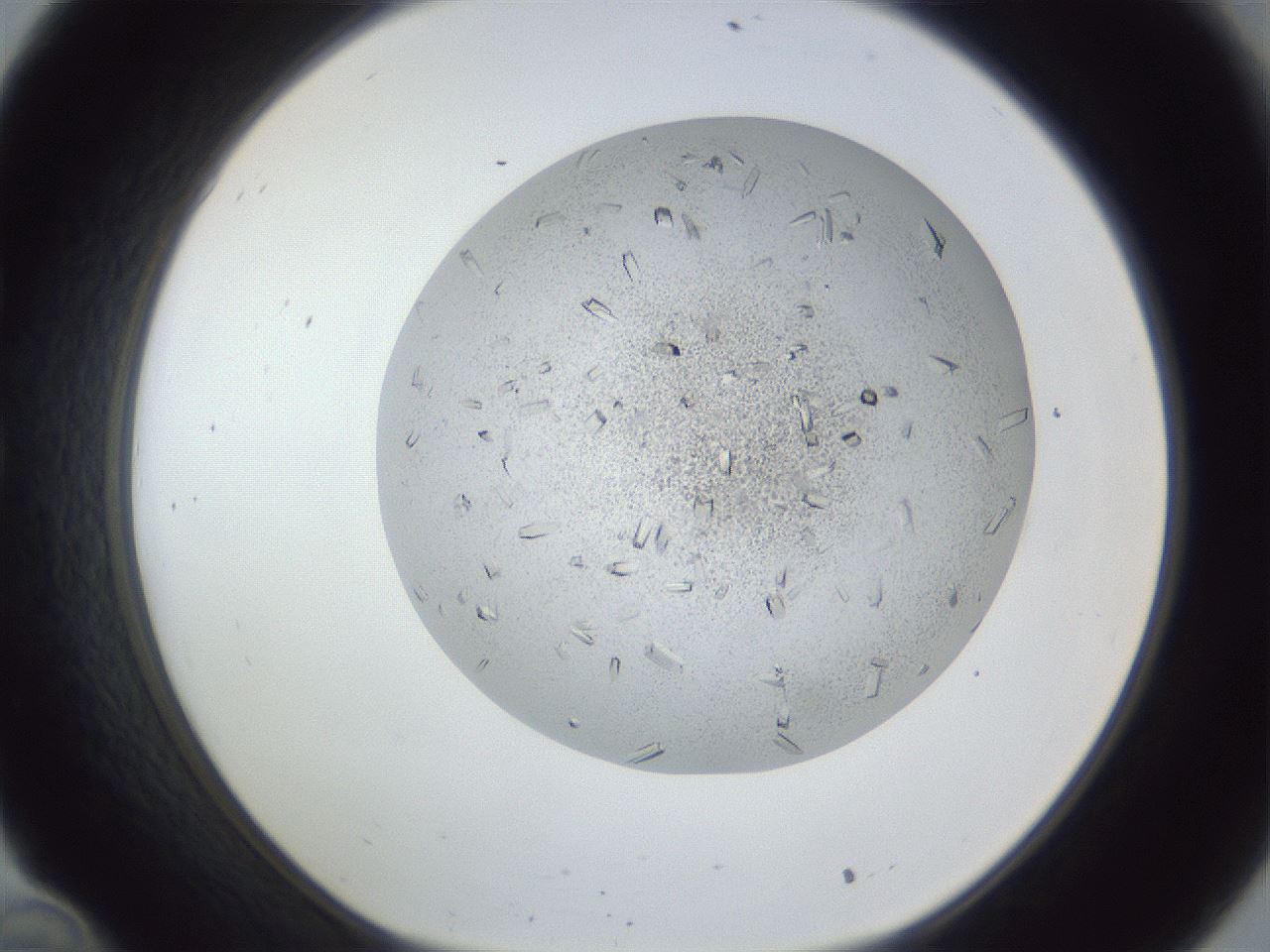 folderID202_plateID1202_batchID3541_wellNum34_profileID1_d1_r66496_ef.jpg