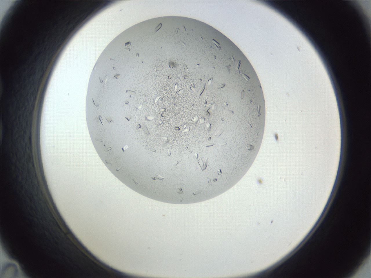 folderID202_plateID1202_batchID3541_wellNum35_profileID1_d1_r66497_ef.jpg
