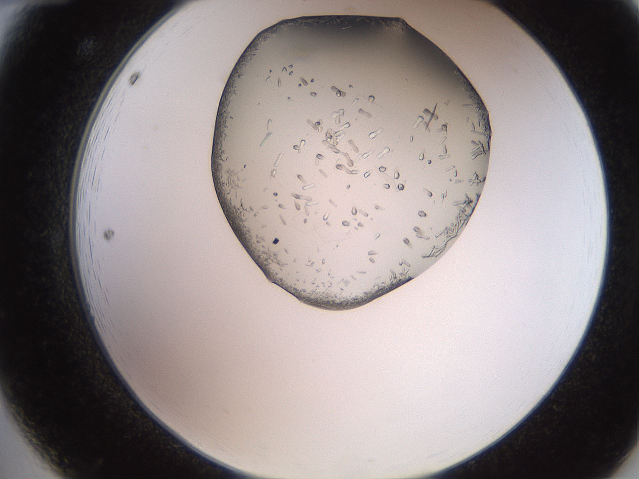 folderID205_plateID2205_batchID10007_wellNum12_profileID1_d2_r149966_ef.jpg
