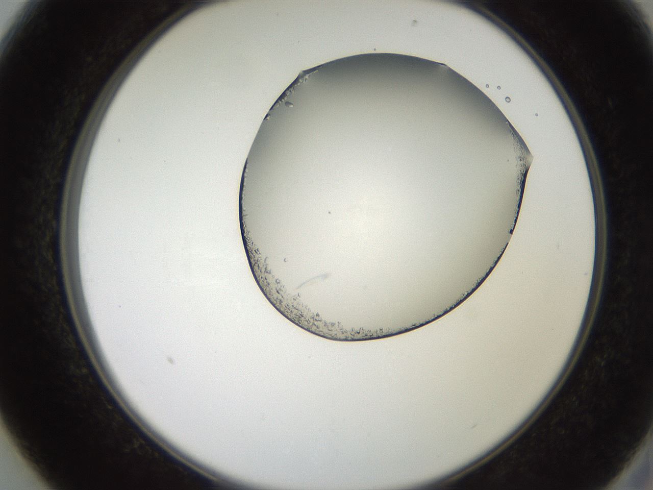 folderID205_plateID2205_batchID10007_wellNum13_profileID1_d2_r149968_ef.jpg