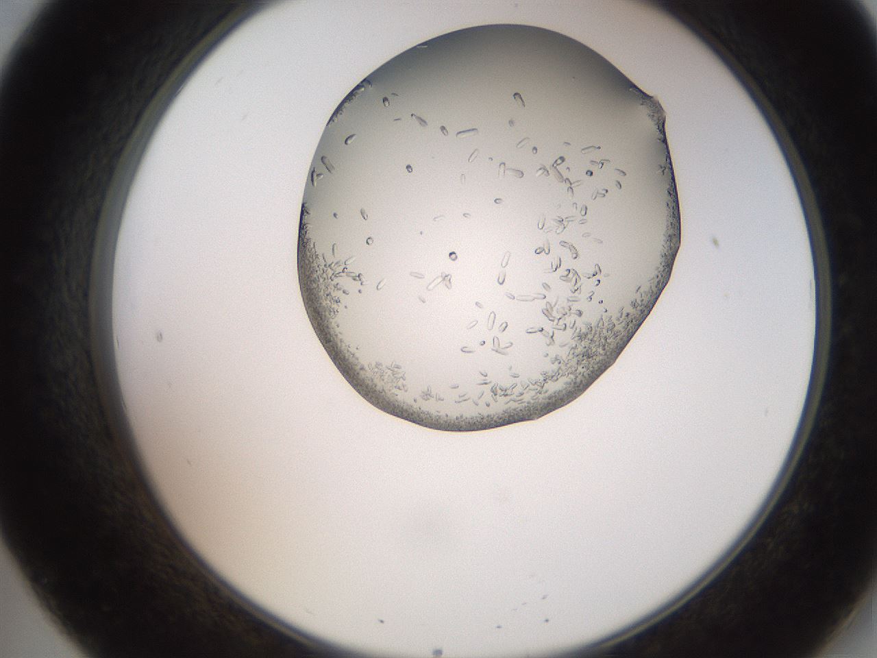 folderID205_plateID2205_batchID10007_wellNum20_profileID1_d2_r149982_ef.jpg