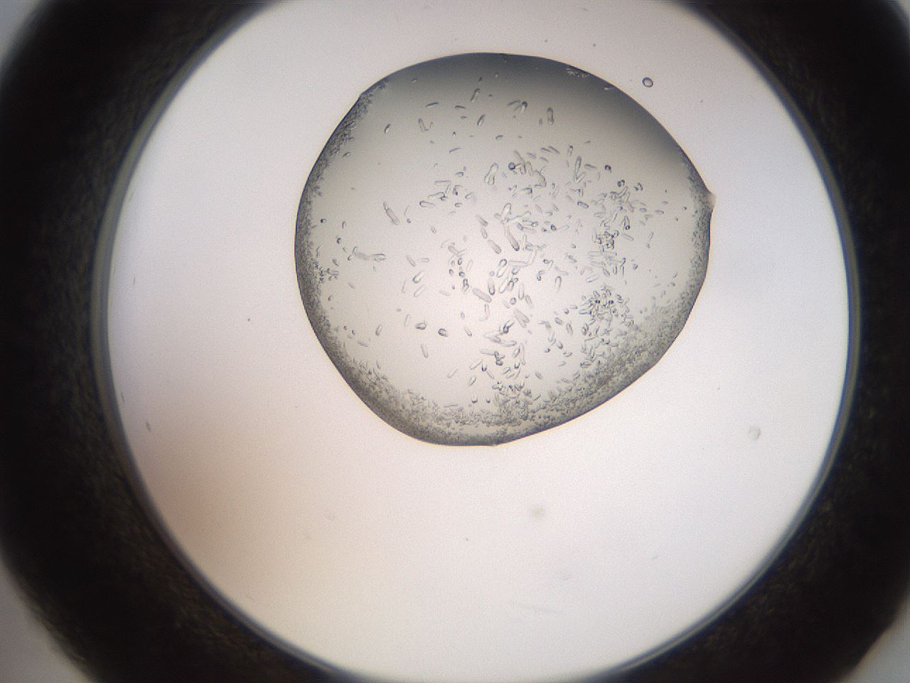 folderID205_plateID2205_batchID10007_wellNum21_profileID1_d2_r149984_ef.jpg