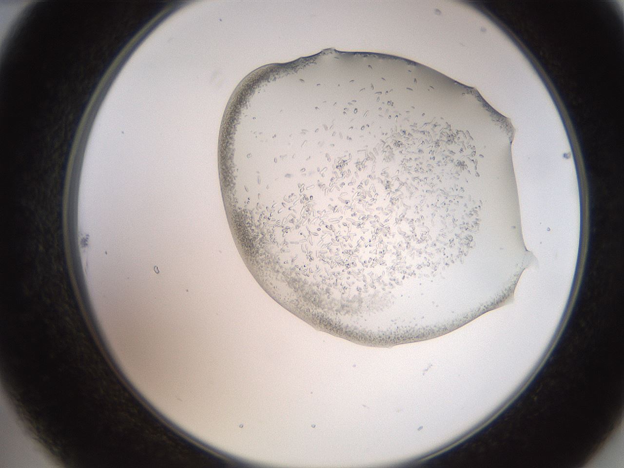 folderID205_plateID2205_batchID10007_wellNum22_profileID1_d2_r149986_ef.jpg