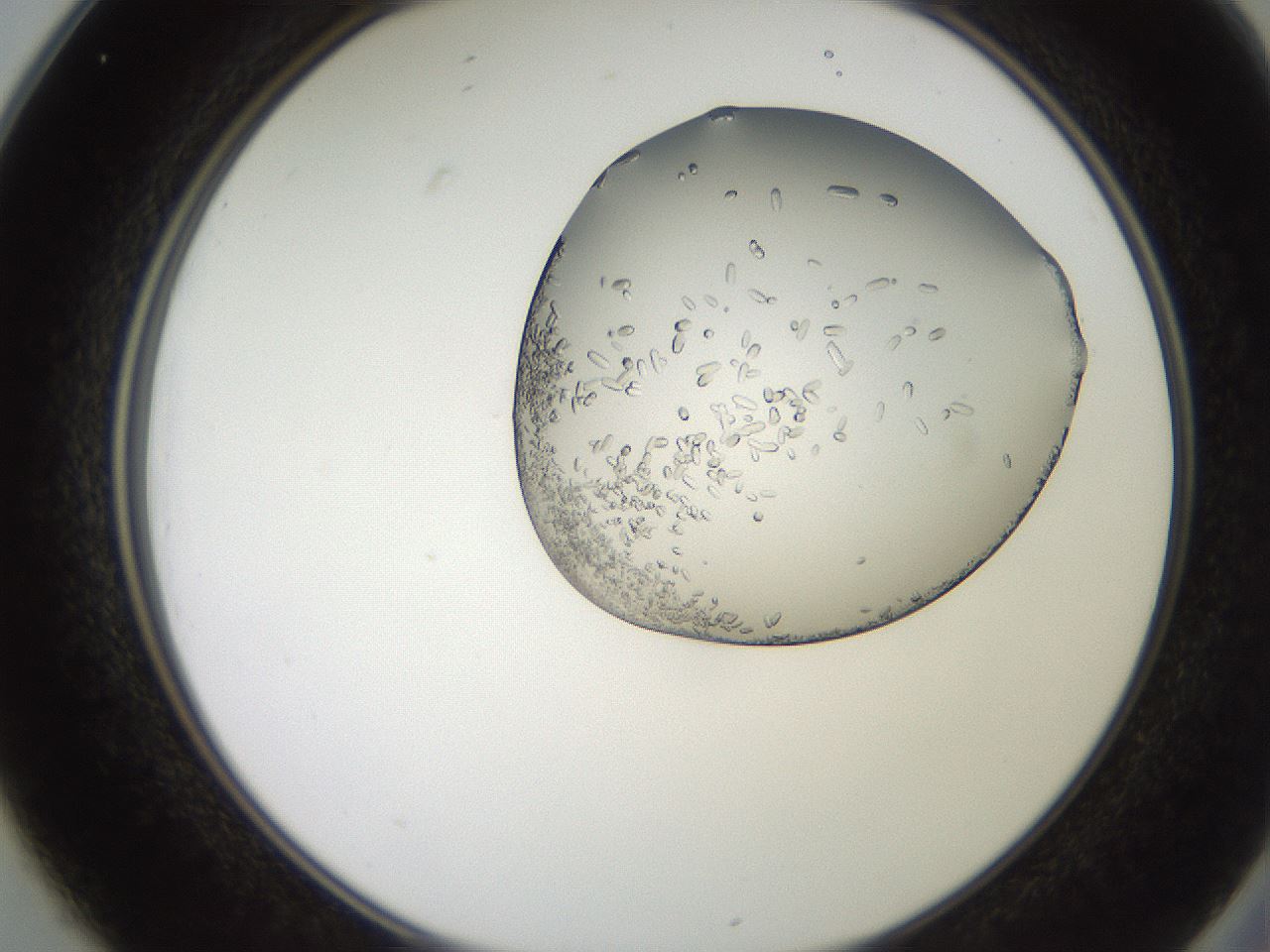 folderID205_plateID2205_batchID10007_wellNum25_profileID1_d2_r149992_ef.jpg