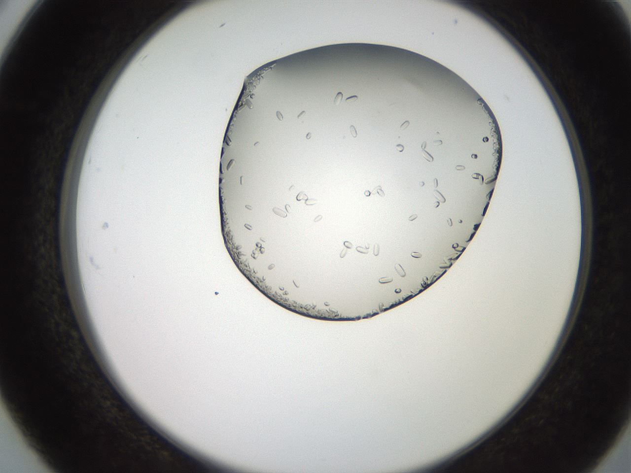 folderID205_plateID2205_batchID10007_wellNum26_profileID1_d2_r149994_ef.jpg