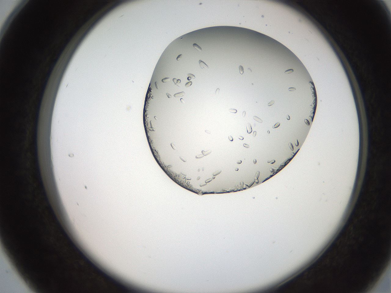 folderID205_plateID2205_batchID10007_wellNum28_profileID1_d2_r149998_ef.jpg