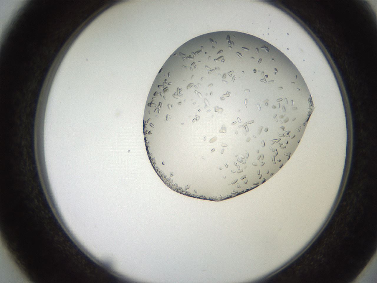 folderID205_plateID2205_batchID10007_wellNum37_profileID1_d2_r150016_ef.jpg