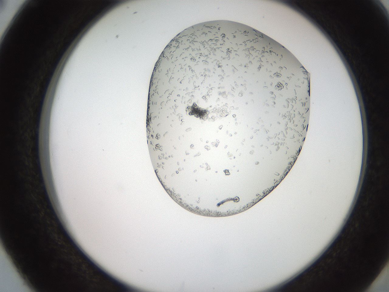folderID205_plateID2205_batchID10007_wellNum38_profileID1_d2_r150018_ef.jpg