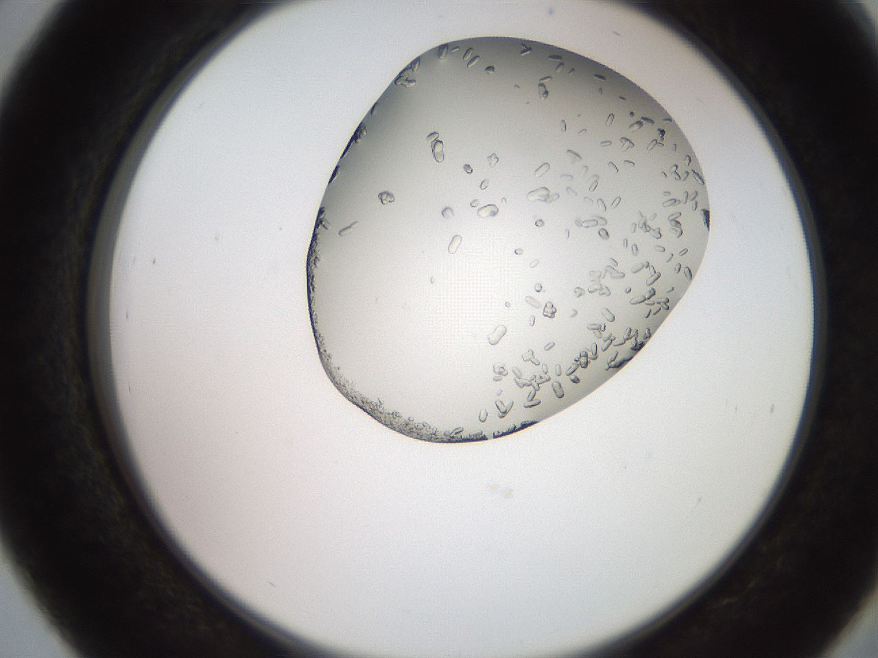 folderID205_plateID2205_batchID10007_wellNum39_profileID1_d2_r150020_ef.jpg