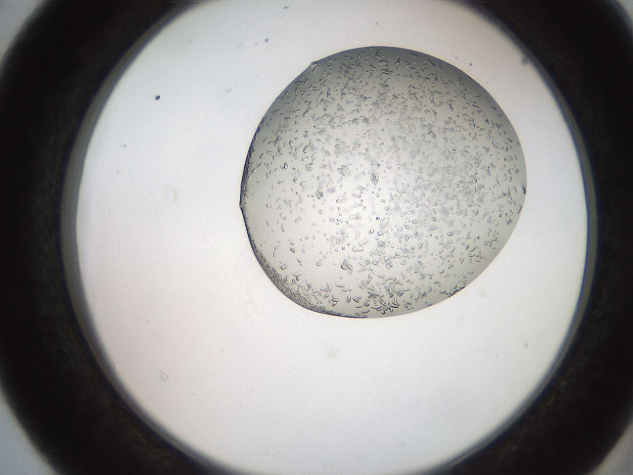 folderID205_plateID2205_batchID10007_wellNum40_profileID1_d2_r150022_ef.jpg