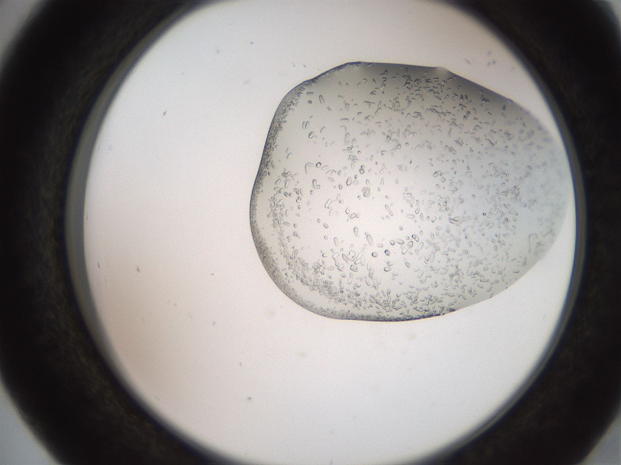 folderID205_plateID2205_batchID10007_wellNum41_profileID1_d2_r150024_ef.jpg