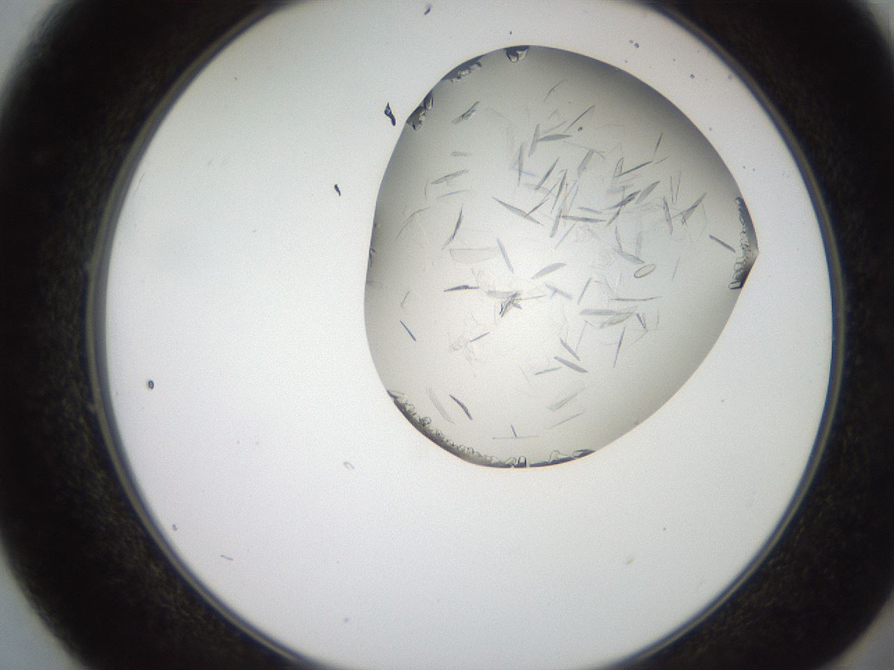 folderID205_plateID2205_batchID10007_wellNum49_profileID1_d2_r150040_ef.jpg