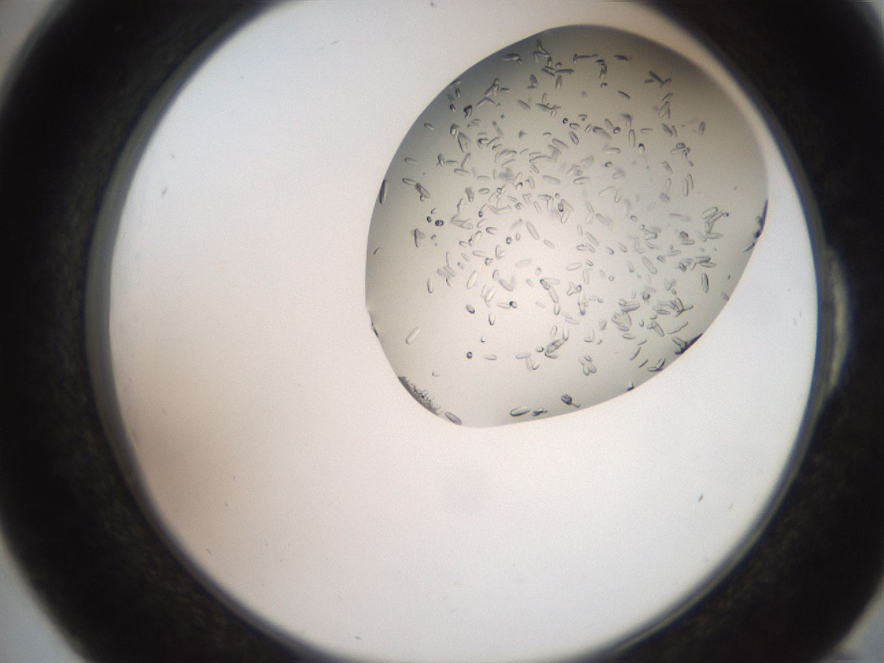 folderID205_plateID2205_batchID10007_wellNum54_profileID1_d2_r150050_ef.jpg