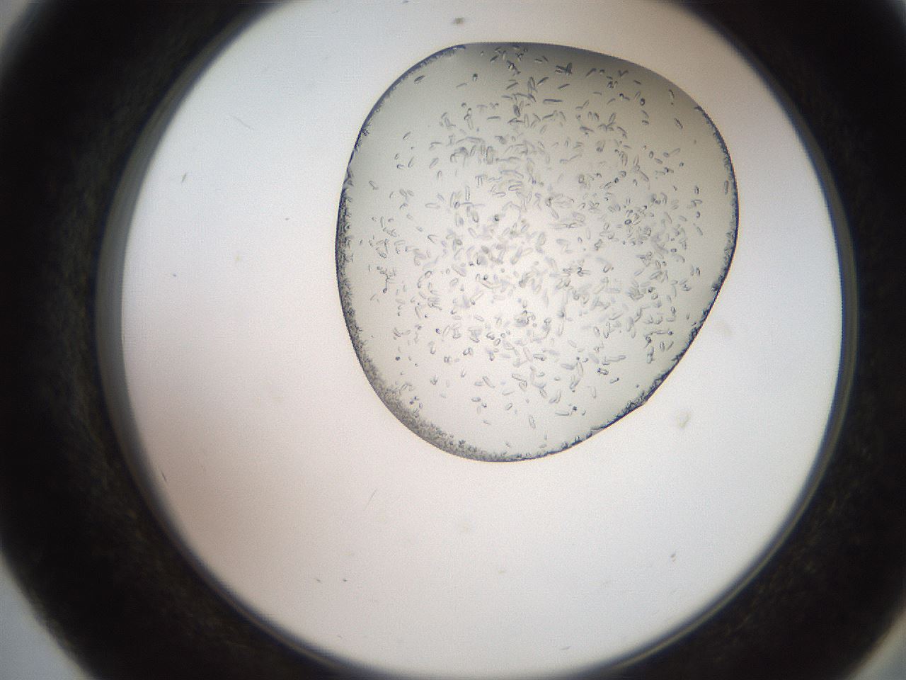 folderID205_plateID2205_batchID10007_wellNum56_profileID1_d2_r150054_ef.jpg