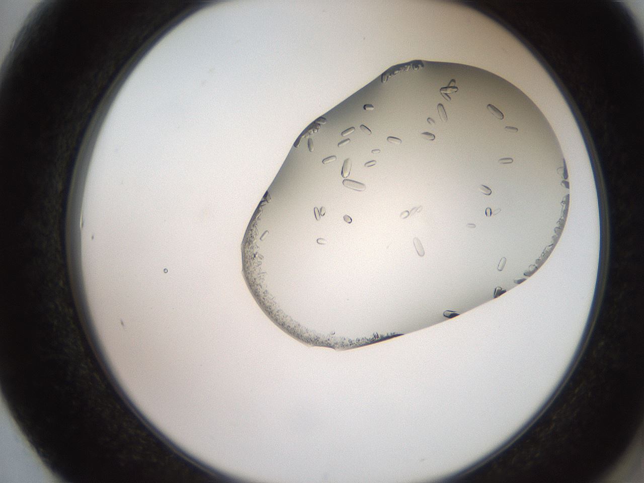 folderID205_plateID2205_batchID10007_wellNum61_profileID1_d2_r150064_ef.jpg