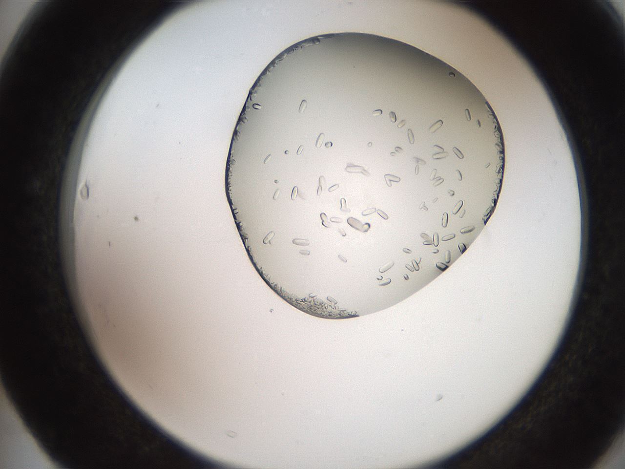 folderID205_plateID2205_batchID10007_wellNum63_profileID1_d2_r150068_ef.jpg