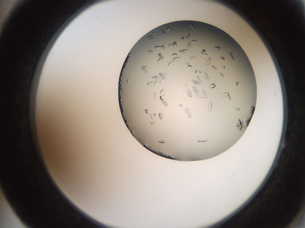 folderID205_plateID2205_batchID10007_wellNum64_profileID1_d2_r150070_ef.jpg
