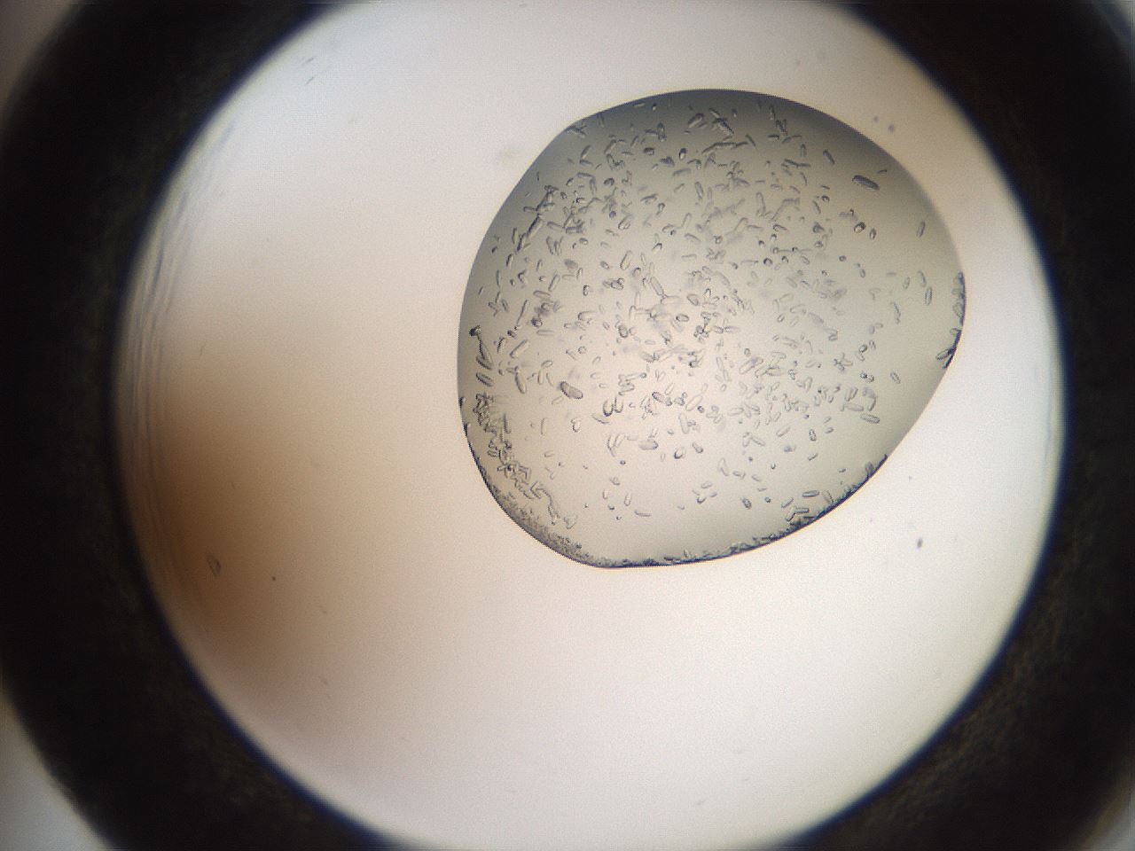 folderID205_plateID2205_batchID10007_wellNum65_profileID1_d2_r150072_ef.jpg