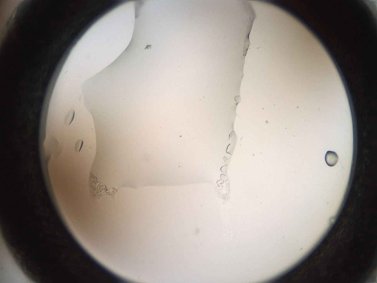 folderID205_plateID2205_batchID10007_wellNum75_profileID1_d2_r150092_ef.jpg