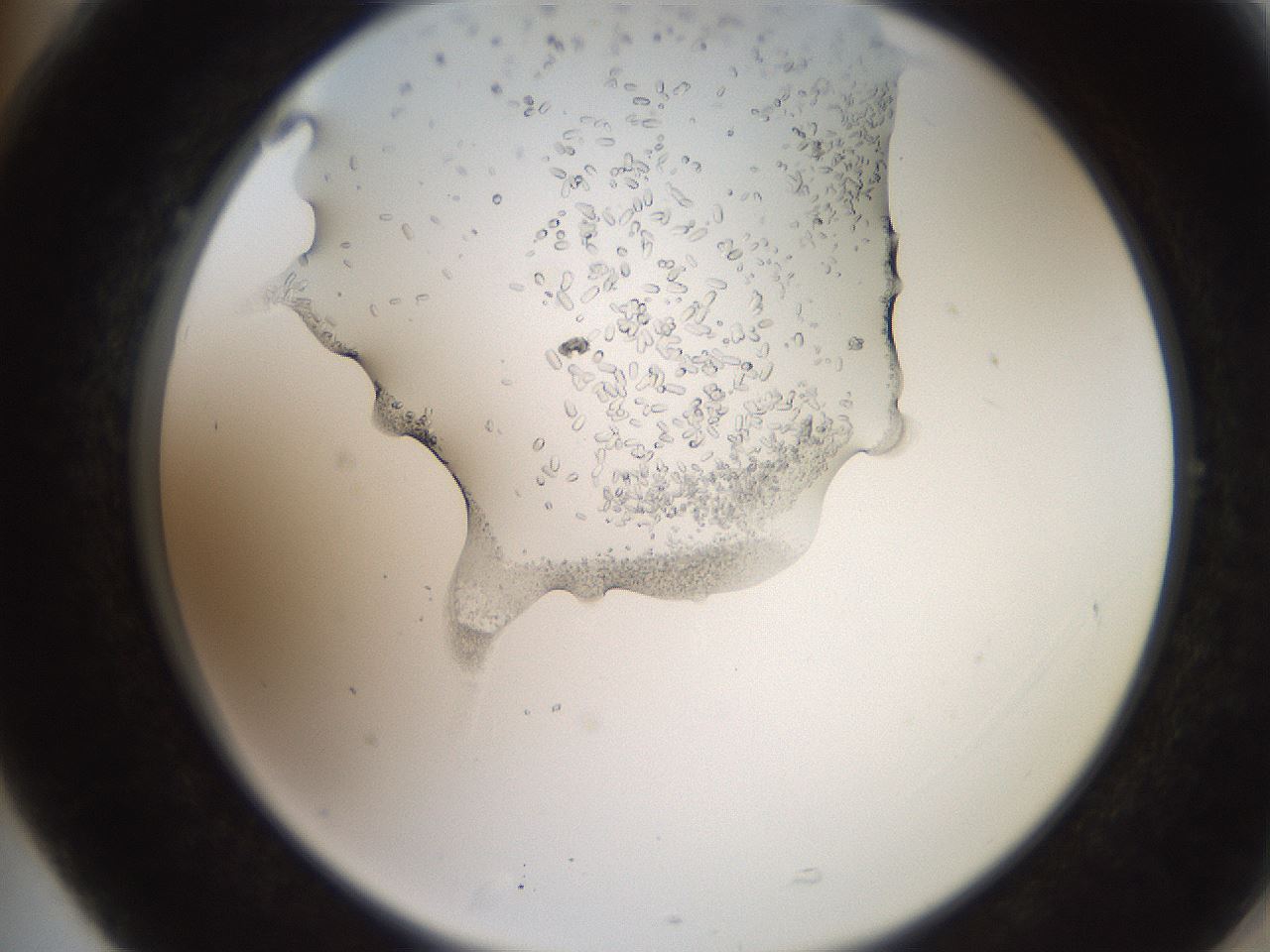 folderID205_plateID2205_batchID10007_wellNum77_profileID1_d2_r150096_ef.jpg
