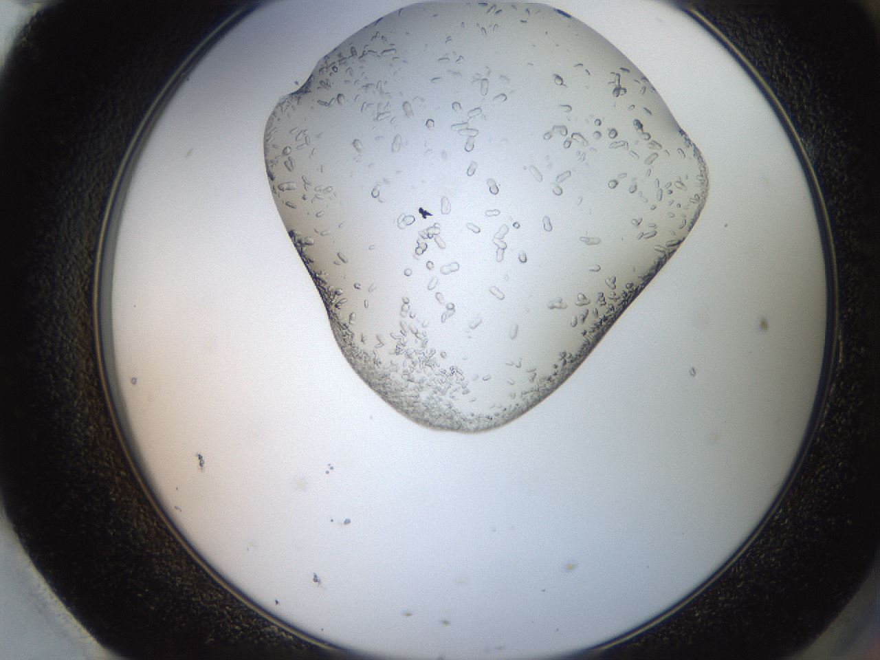 folderID205_plateID2205_batchID10007_wellNum95_profileID1_d2_r150132_ef.jpg