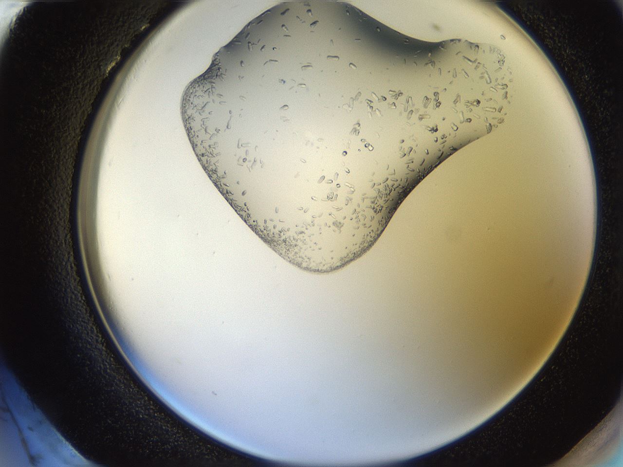 folderID205_plateID2205_batchID10007_wellNum96_profileID1_d2_r150134_ef.jpg