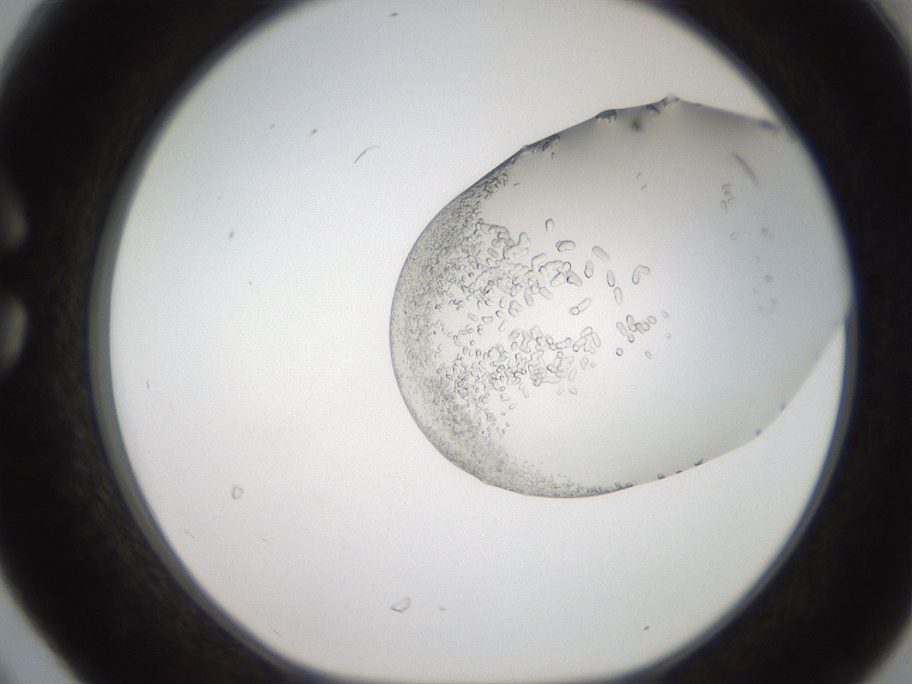 folderID206_plateID2206_batchID9998_wellNum30_profileID1_d1_r149809_ef.jpg
