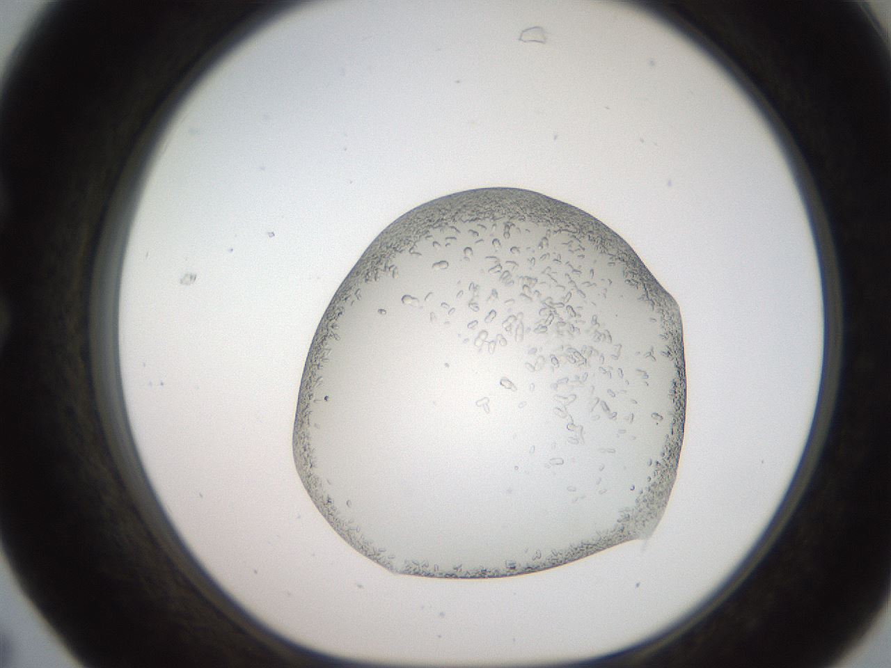 folderID206_plateID2206_batchID9998_wellNum31_profileID1_d1_r149811_ef.jpg