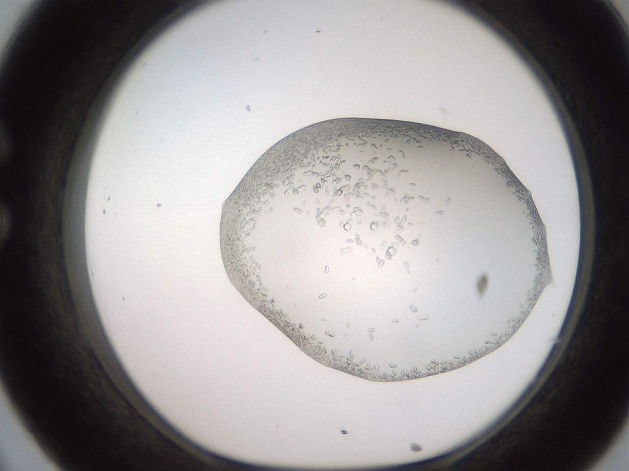 folderID206_plateID2206_batchID9998_wellNum32_profileID1_d1_r149813_ef.jpg