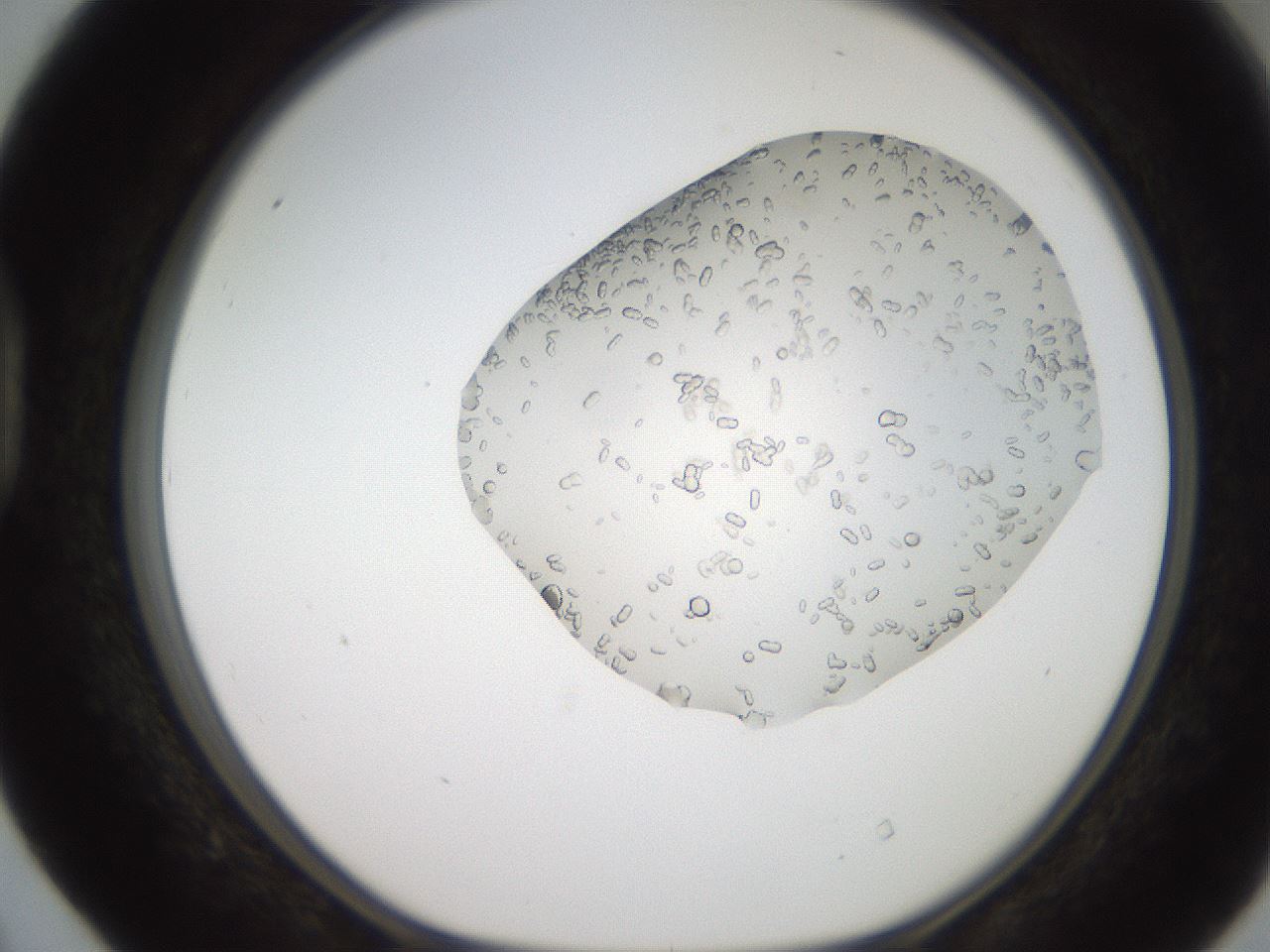 folderID206_plateID2206_batchID9998_wellNum40_profileID1_d1_r149829_ef.jpg