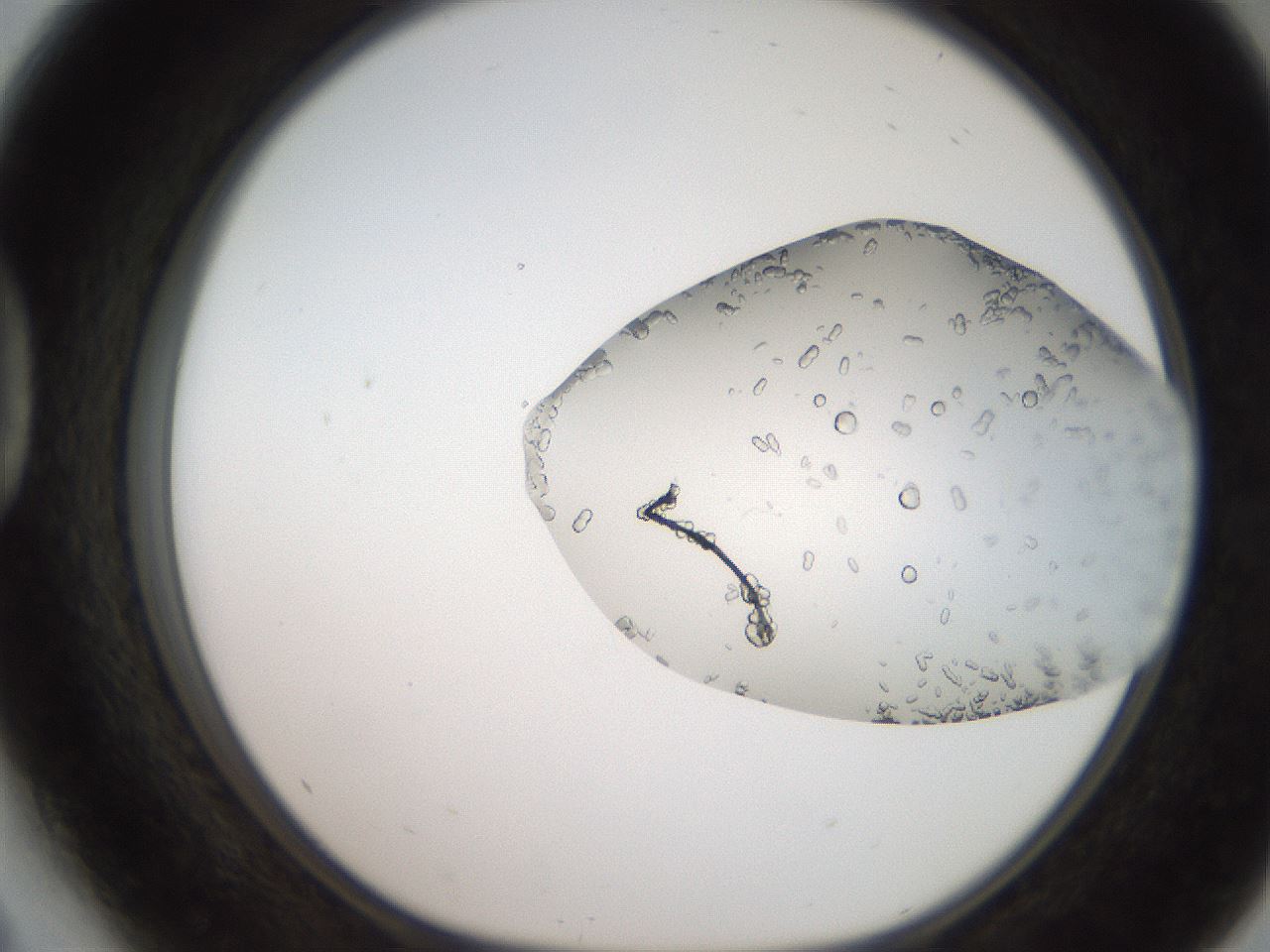 folderID206_plateID2206_batchID9998_wellNum41_profileID1_d1_r149831_ef.jpg